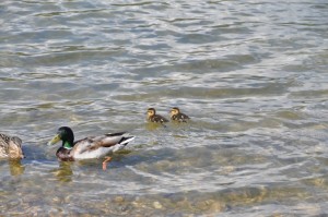 Local wildlife, so many ducklings for spring 