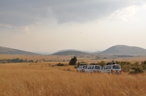 Safari vans in the grasslands