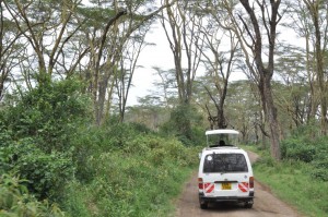 Driving through Lake Nakuru National Park