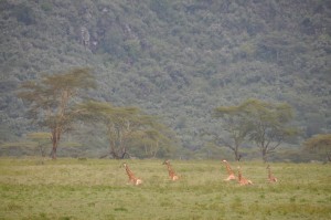A group of giraffes sitting