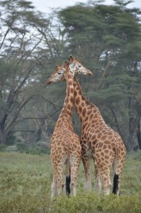 Two giraffes necking