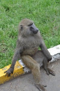 And a baboon, just chilling by the side of the road. 