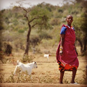 Massai and his sheep