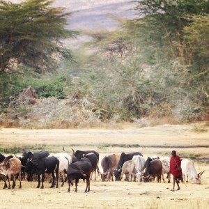 Masaai herding