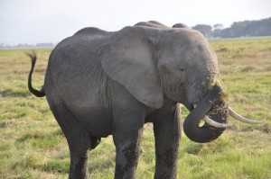 UP close and personal, this elephant was playful