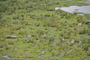 The swamp from Observation Hill