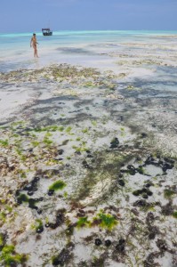 Cool tide pools